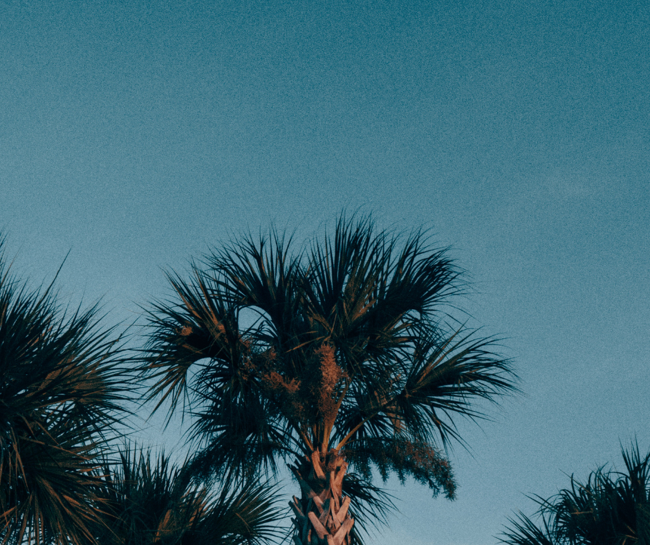 An image of Florida palm trees.