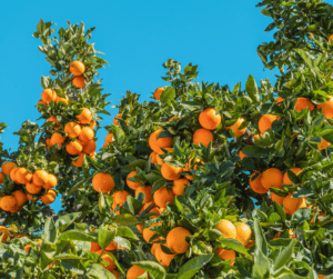 A picture of an orange tree full of oranges. Cold warehousing availability is important for Florida oranges.