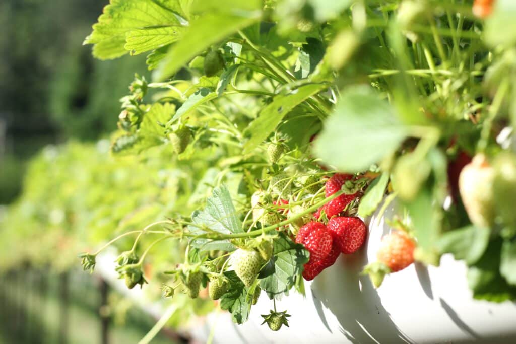 Strawberries growing on a strawberry plant inside of a planter.